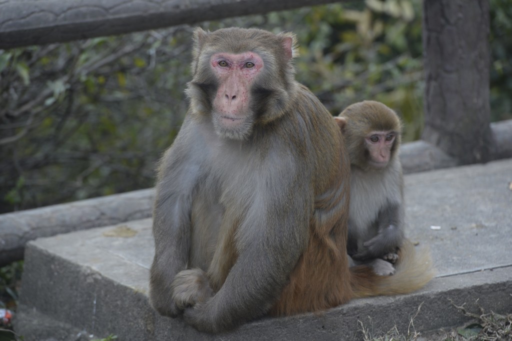 漁護署教路：不要觸摸猴子（或任何其他野生動物）或其排泄物。如果你曾接觸，否則請立即用梘液和清水徹底洗手。資料圖片