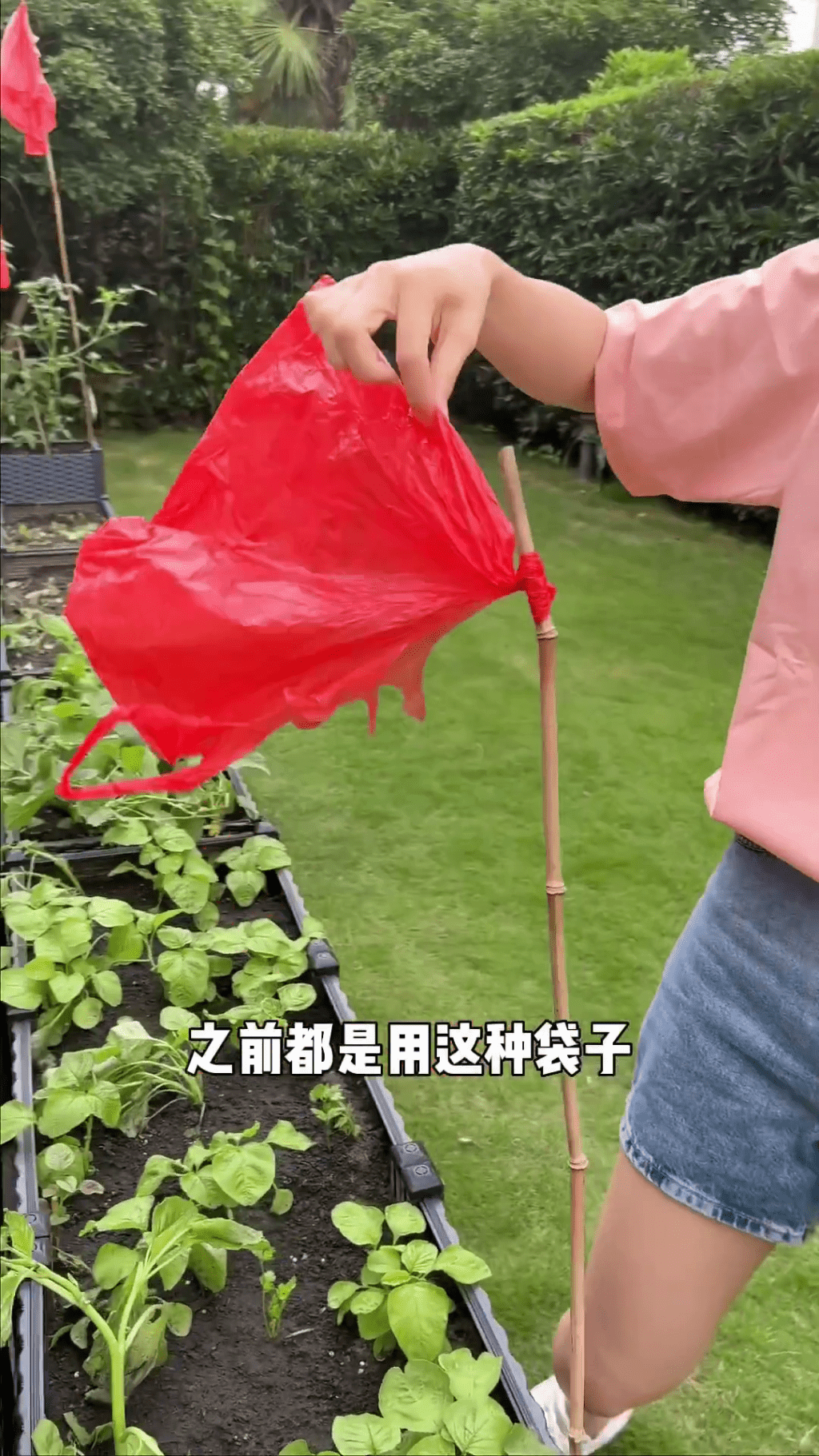 原來將花園變菜園！