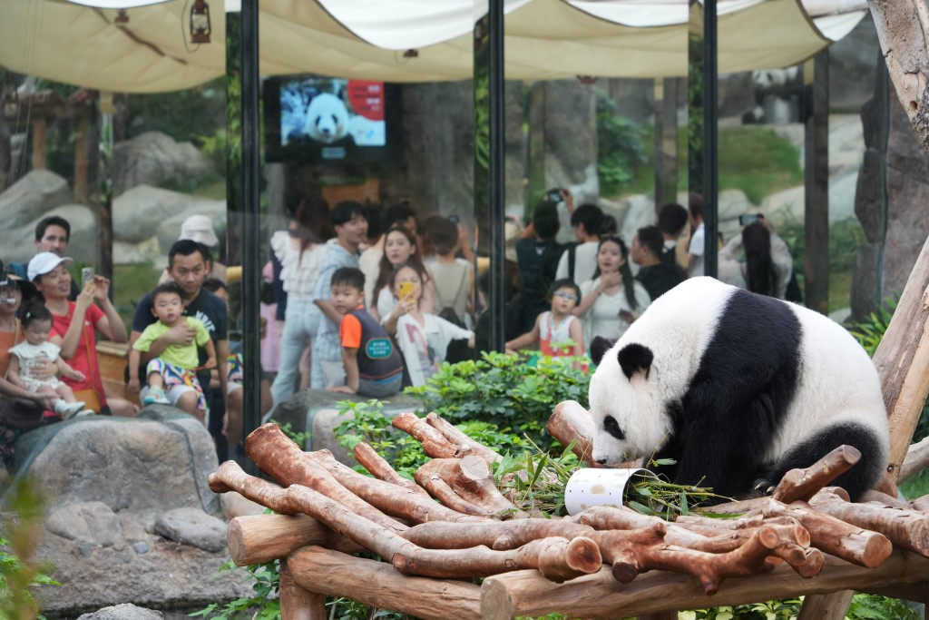 本港目前有兩隻大熊貓。資料圖片