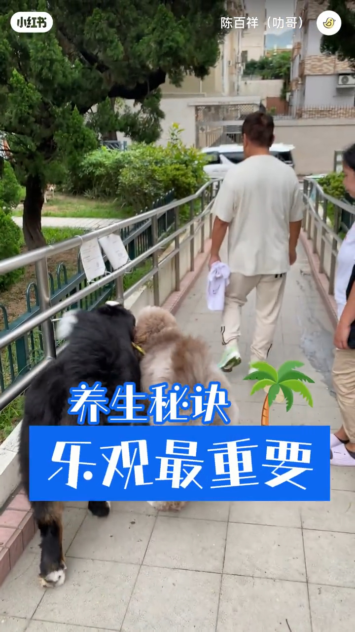 陳百祥兩隻狗分別疑為伯恩山及貴婦狗，不少網民質疑他沒有為大型狗隻牽繩。