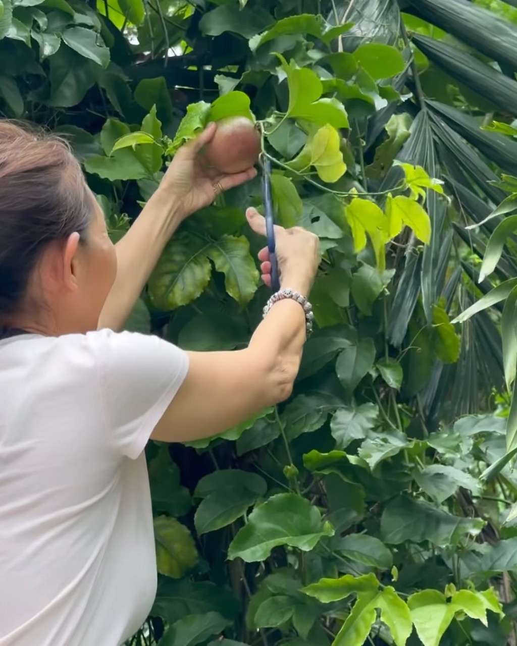 林媽媽的私人果園，種植了多種植物，如；椰子樹及百香果樹。