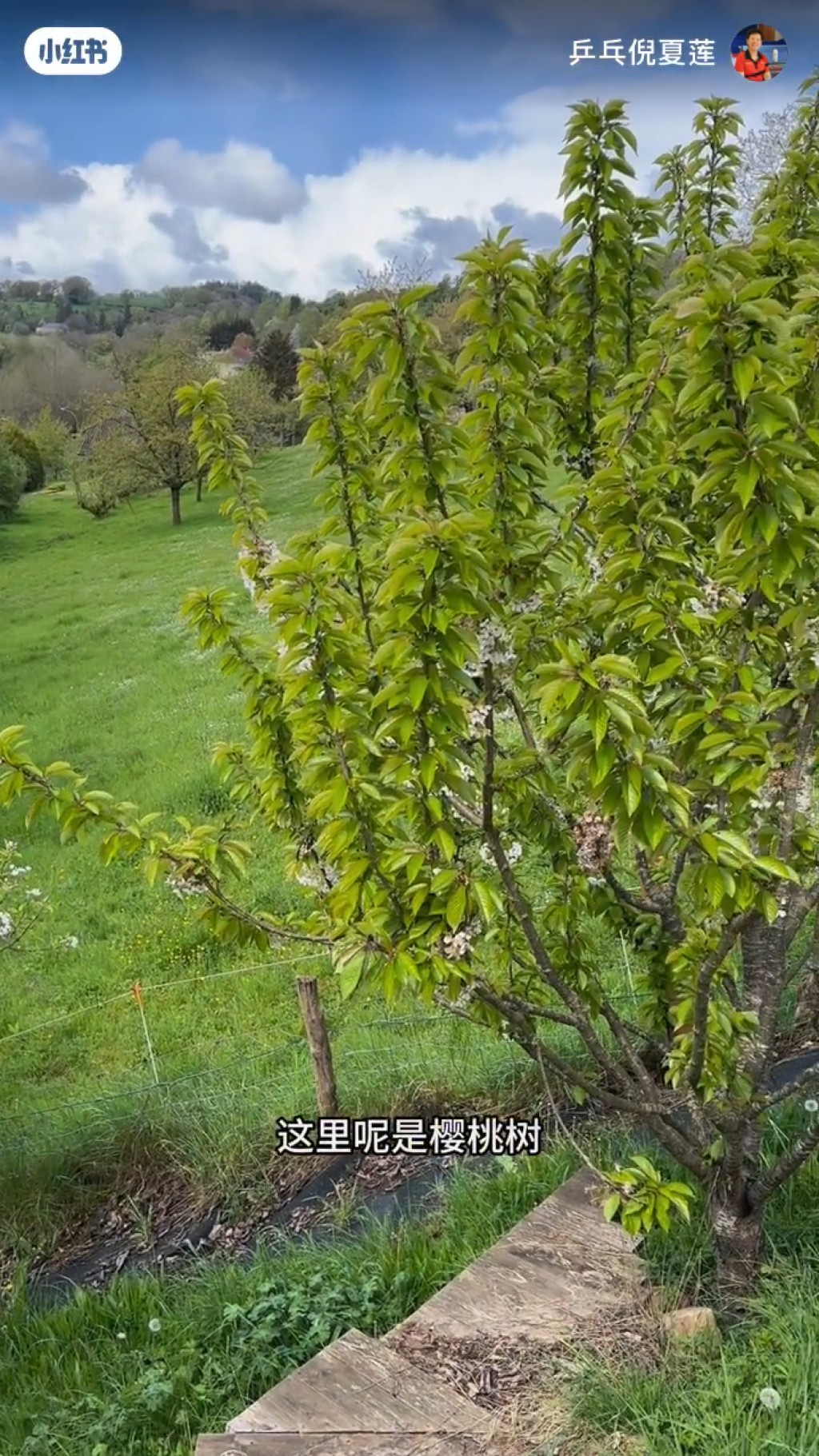 倪夏蓮家附近有櫻桃樹。