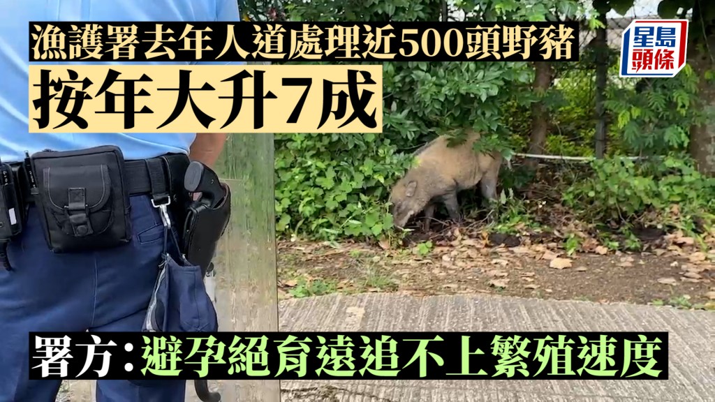 漁護署去年人道處理近500頭野豬 按年大升7成 署方：避孕絕育遠追不上繁殖速度