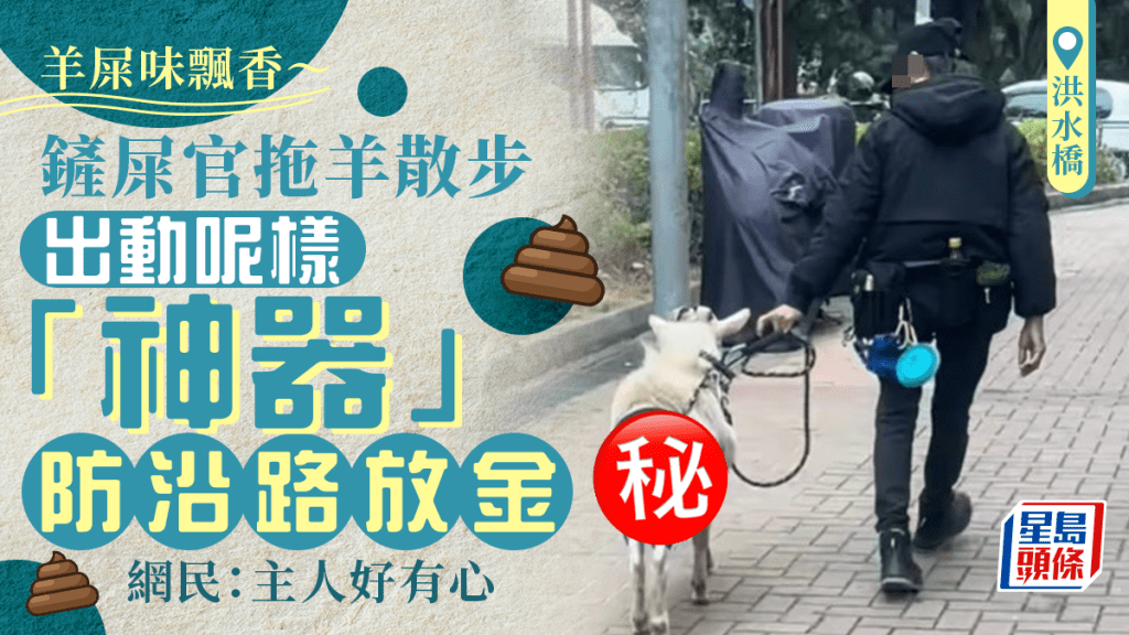 洪水橋羊咩屎味飄香 鏟屎官拖羊散步 出動呢樣「神器」防沿路放金