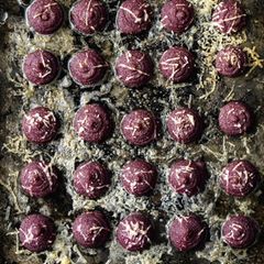 Rote-Bete-Gnocchi mit Mohnbutter