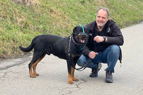 Tierheimleiter Ralf Peßmann trainiert bissige Hunde. Hier kniet er neben einem Hund mit Maulkorb.