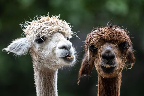 Ein weißes und ein braunes Alpaka stehen mit regennassem Fell auf dem Kopf im Freien