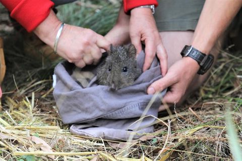 Die Auswilderung eines Langschnauzen-Kaninchenkängurus in Australien