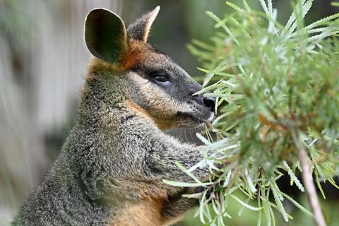 Ein Känguru frisst an einer Pflanze herum