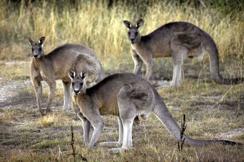 Australien: Kängurus