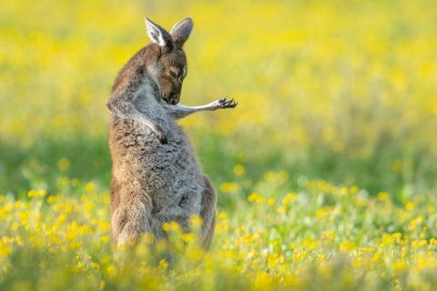 Ein Känguru steht auf einer Wiese und scheint Luftgitarre zu spielen