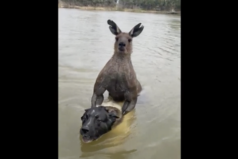 Australien: Weil es seinen Hund würgt – Kampfsportler legt sich mit Känguru an