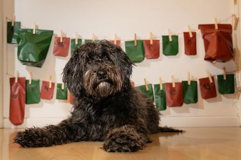 Schwarzer Labradoodle-Hund vor seinem Adventskalender