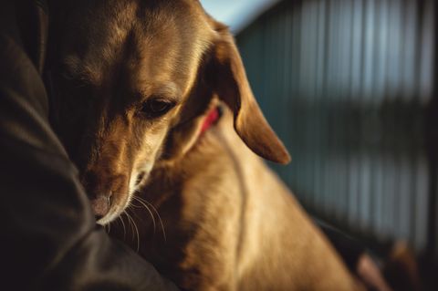 Ein Hund liegt im Arm seines Besitzers um Schutz zu suchen.