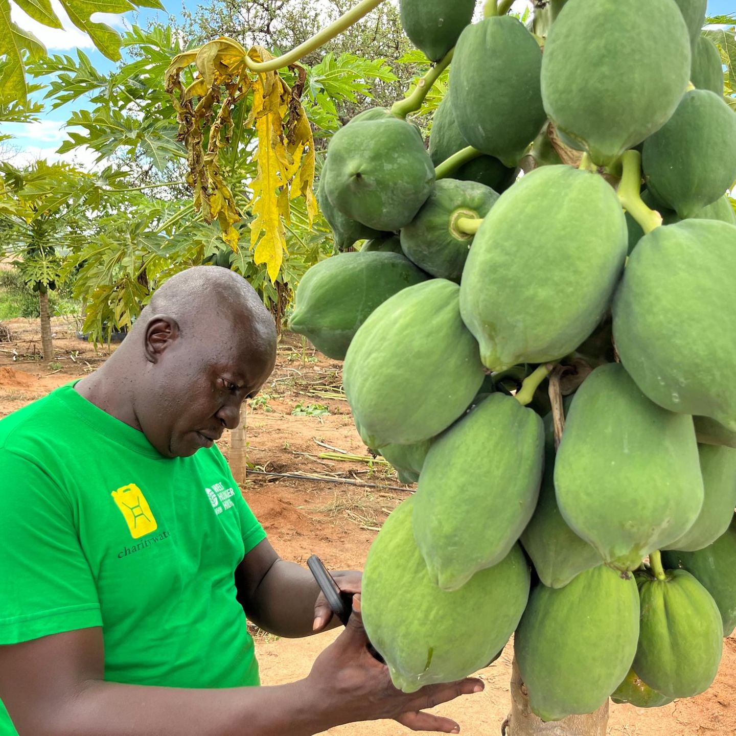 Auf dem Versuchsfeld von Kinakoni gedeihen inzwischen auch Papayas