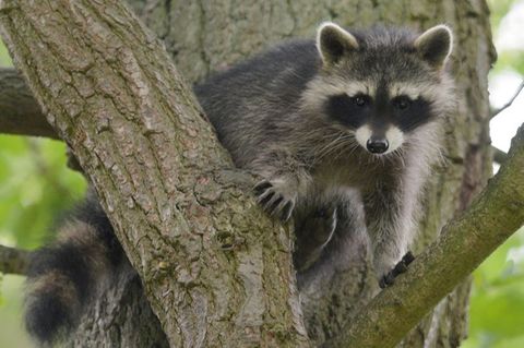 Ein Waschbär-Junges sitzt im Wildtierpark Edersee in einem Baum. Foto: Uwe Zucchi/dpa