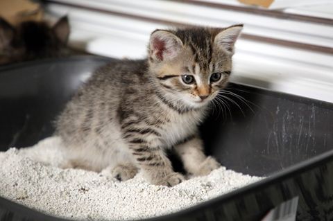 Babykatze im Katzenklo: Könnte eine Katze ihr Ausscheidungsverhalten frei wählen, würde sie immer einen kleinen Hügel mit guter Rundumsicht und guter Abluft wählen, sagt die Tierärztin