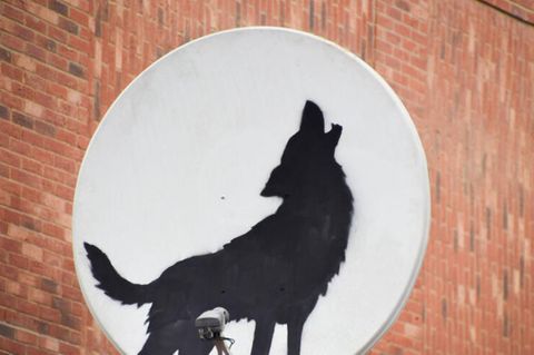 Ein von Banksy auf einer Satellitenschüssel aufgesprühter Wolf