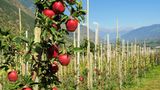 Obstbaumuseum Südtirol