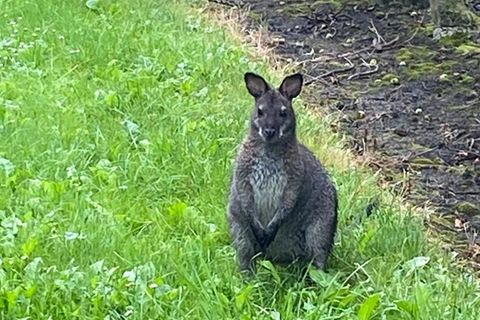 Polizisten haben das Känguru im Landkreis Stade entdeckt