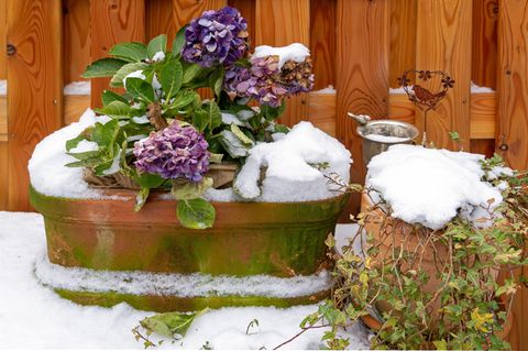 Hortensien in einem verschneiten Blumenkasten