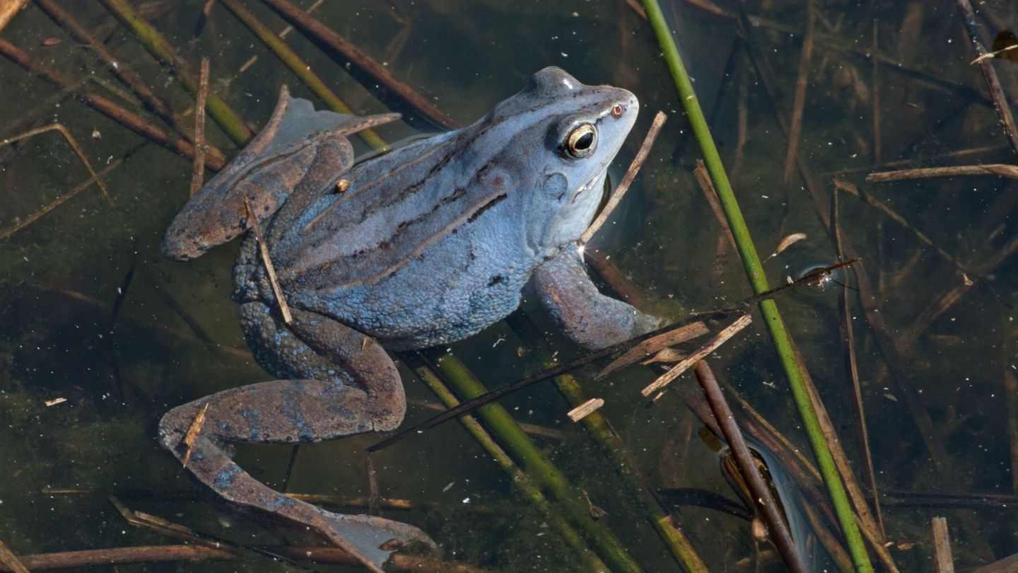 Moorfrosch-Männchen schimmern in der Balzzeit violett. Foto: Andreas Nöllert/DGHT/dpa