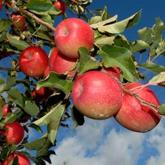 Allergiker vertragen heimische Obstsorten besser als neue Züchtungen