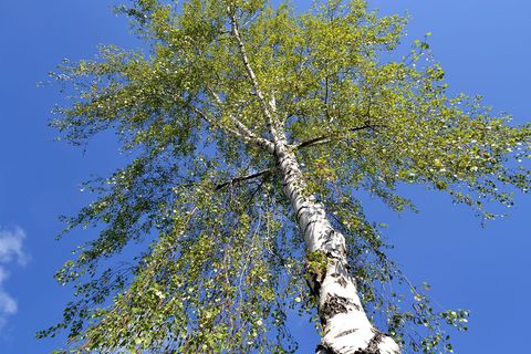 Birkenpollen lösen von den Baumpollen am häufigsten Beschwerden aus