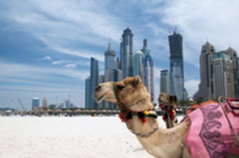 Ein Kamel vor der Skyline von Dubai.