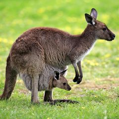 Kangaroo Island