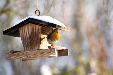 Vogelfutterstationen sind am besten für die Fütterung von Wildvögeln geeignet