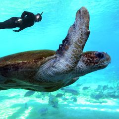 Schildkröte und Taucher