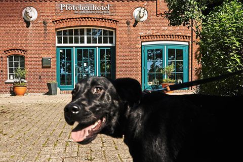 Labradorhündin Luna vor dem Pfötchenhotel