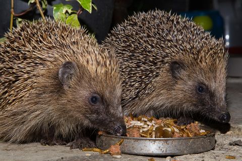 Auch für Igel gibt es spezielles Futter