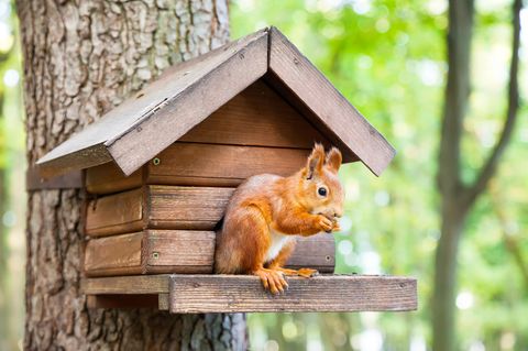 Das Eichhörnchen-Futterhaus sollte in einer angemessenen Höhe platziert werden, um die Nager vor Feinden zu schützen