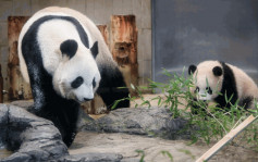 東京上野動物園排長龍  告別返華大熊貓