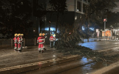 颱風摩羯｜全港119宗塌樹 1宗水浸個案1宗山泥傾瀉報告 9名市民風暴期間受傷