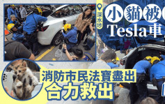 小貓被困深水埗Tesla 消防市民合力救出 拯救者讚司機允拆車：唔係個個肯做