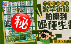 屯門街頭奇景 激罕近鏡拍攝到呢種生物 網民：以為係膠袋 ｜Juicy叮