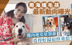 周海媚毛孩最新動向曝光！愛犬獲內地女星領養  周六六覓得好歸宿重拾笑臉