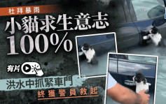 杜拜暴雨｜小猫湿身「惊慌抓车门」求生欲100%  警员赶到温柔抱起