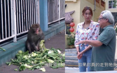 東張西望丨黎寬怡採訪又搵命搏！險遭馬騮襲擊嚇到花容失色  徒手摸廚餘垃圾