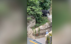 遊日注意︱福岡動物園幼象三度走甩  市長：未獲報告絕不接受