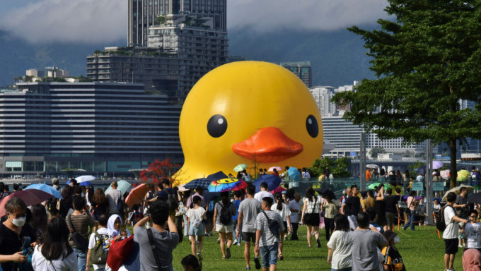 「落單」了的黃鴨。陳極彰攝