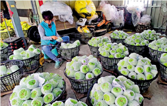 台灣番荔枝。