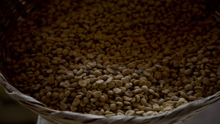 The world's most popular coffee may be over 600,000 years old