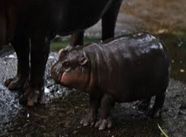 The Thai zoo home to baby hippo and internet sensation Moo Deng is patenting the pygmy