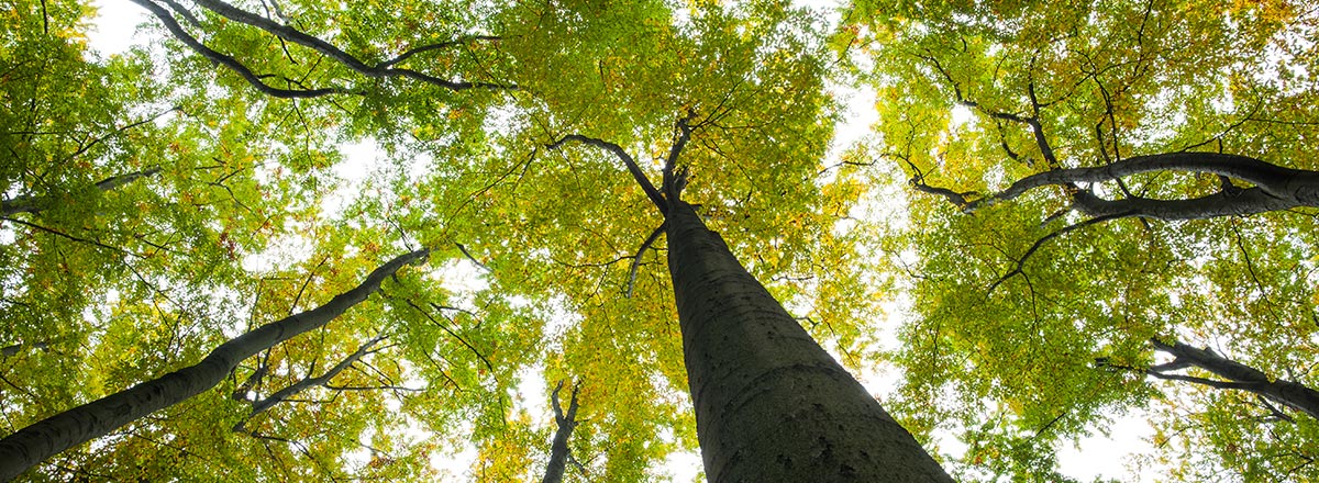 View looking up into a tree full of green leaves