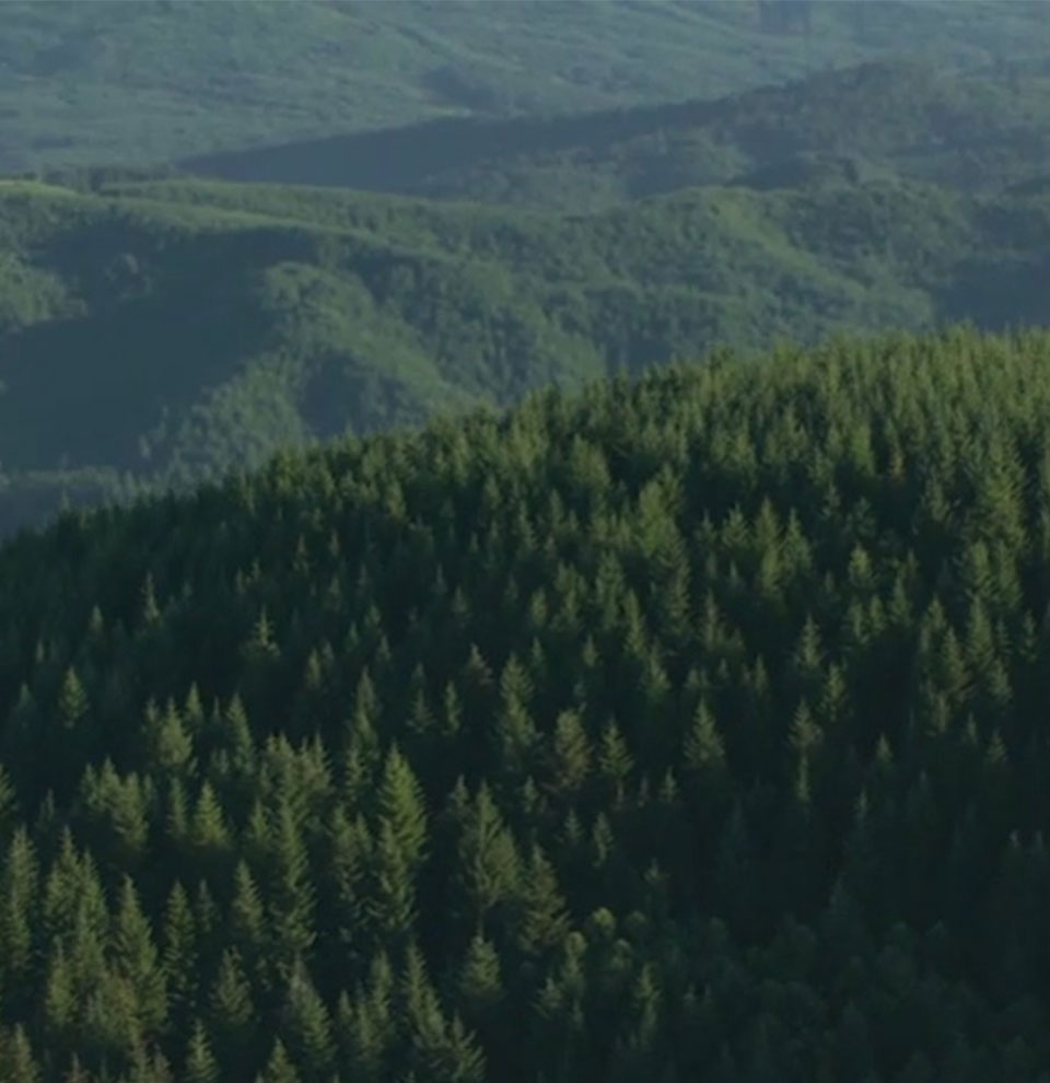 photo of mountains and forest