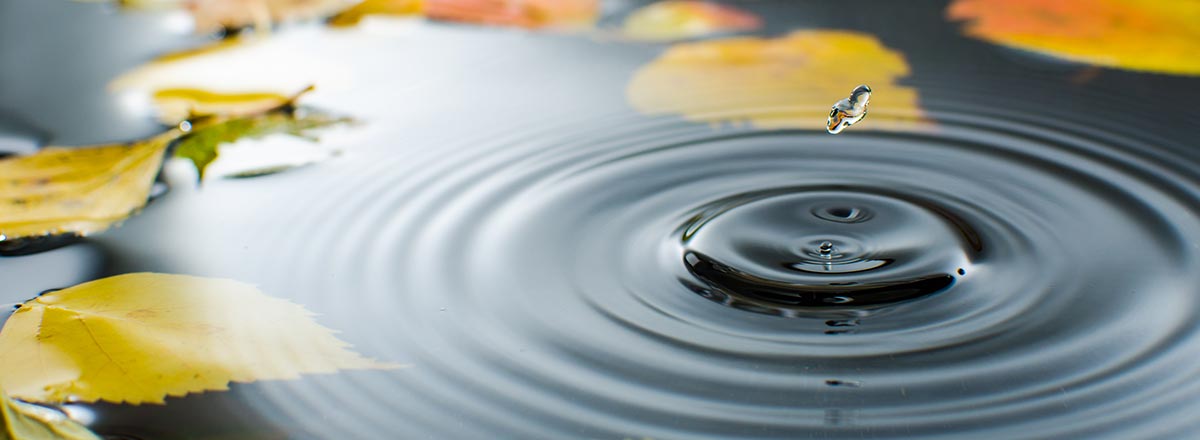 A drop of water falling into a pond with leaves